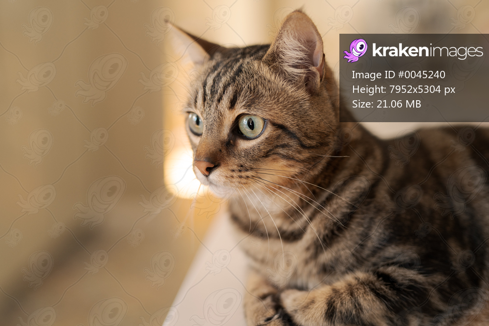 Beautiful short hair cat lying on white table at home