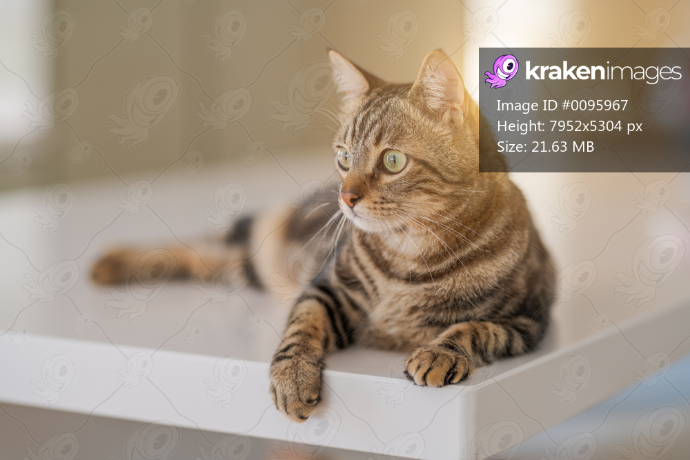 Beautiful short hair cat lying on white table at home