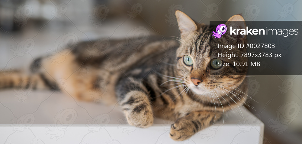 Beautiful short hair cat lying on white table at home