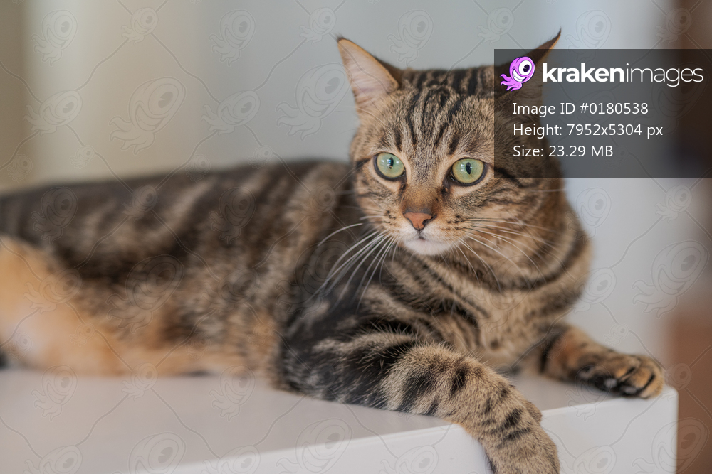 Beautiful short hair cat lying on white table at home