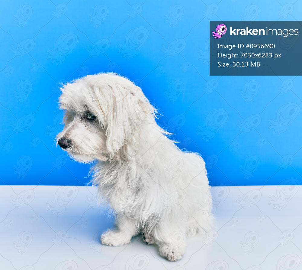 Adorable dog over isolated blue background.