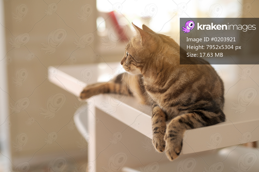 Beautiful short hair cat lying on white table at home