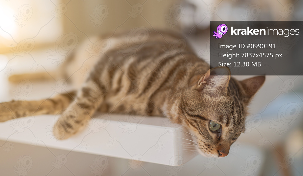 Beautiful short hair cat lying on white table at home