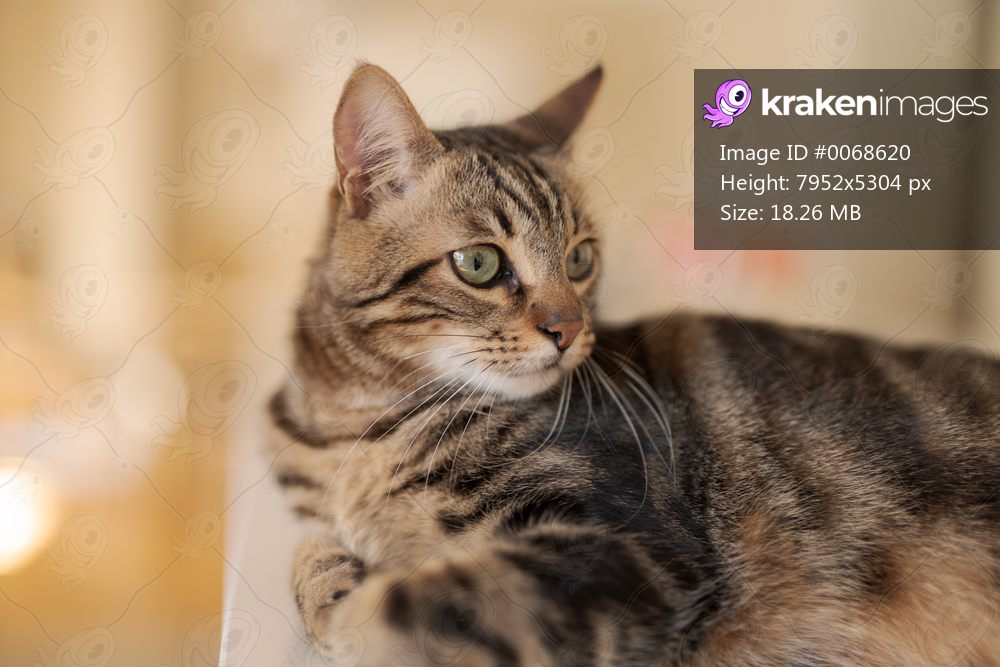 Beautiful short hair cat lying on white table at home