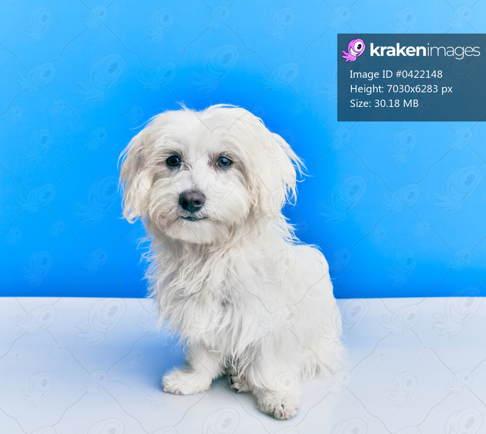 Adorable dog over isolated blue background.