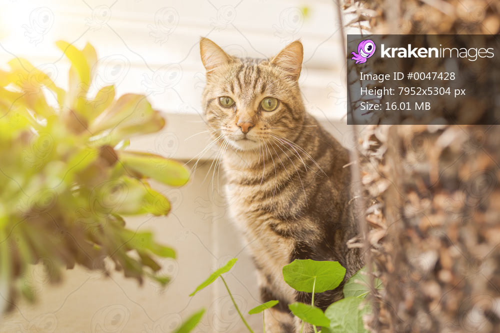 Beautiful short hair cat playing with plants at the garden on a sunny day at home