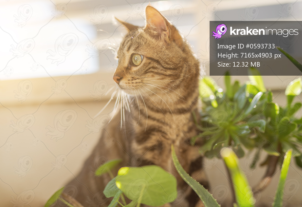 Beautiful short hair cat playing with plants at the garden on a sunny day at home
