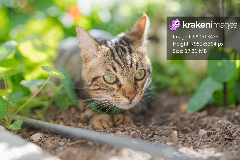 Beautiful short hair cat playing with plants at the garden on a sunny day at home