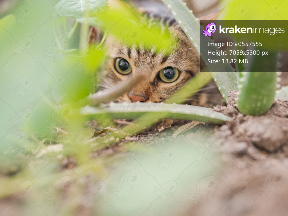 Beautiful short hair cat playing with plants at the garden on a sunny day at home