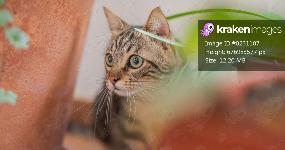 Beautiful short hair cat playing with plants at the garden on a sunny day at home