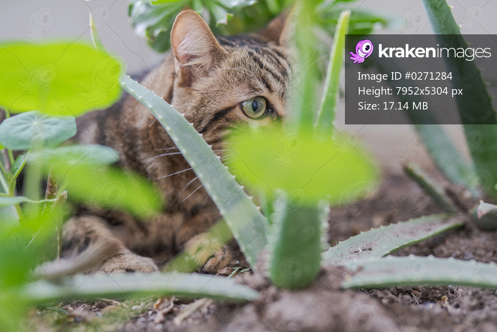 Beautiful short hair cat playing with plants at the garden on a sunny day at home